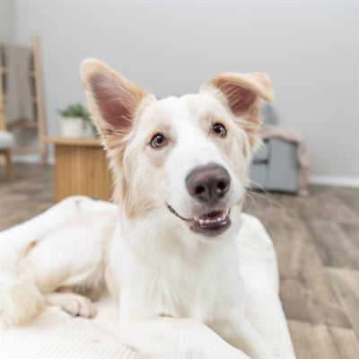 Trixie Vitaler Hundekorb Jonna Eckige Rippe Samtcreme